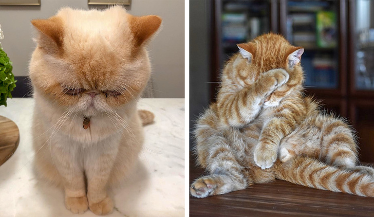Новий котяче-людський словник для тих, хто хоче розуміти свого кота з «полумяу»