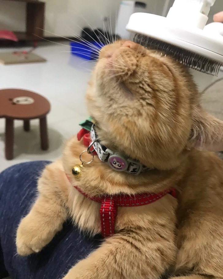 Новий котяче-людський словник для тих, хто хоче розуміти свого кота з «полумяу»
