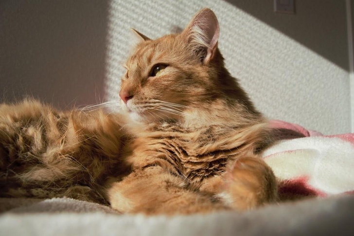 Новий котяче-людський словник для тих, хто хоче розуміти свого кота з «полумяу»