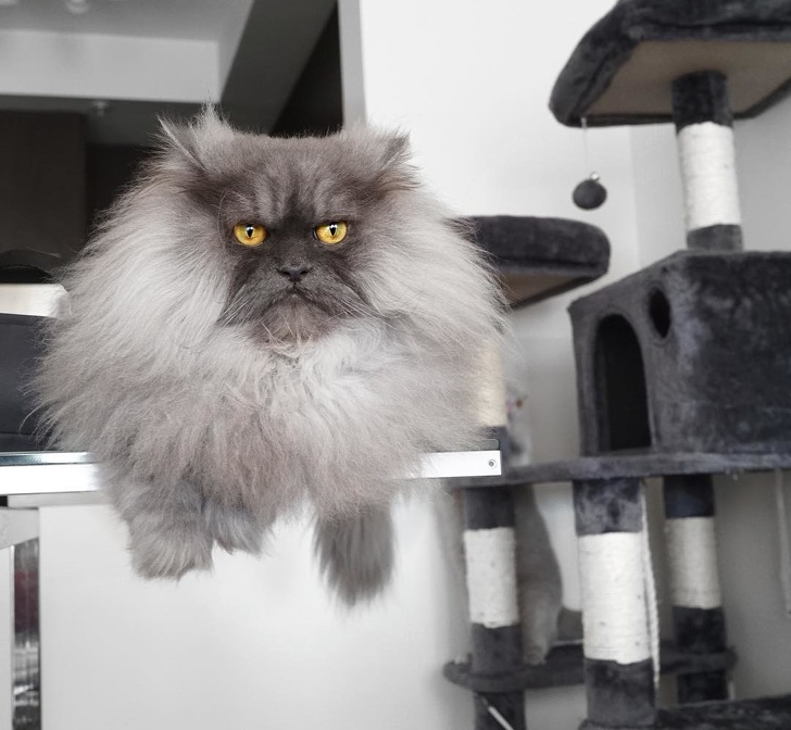 Новий котяче-людський словник для тих, хто хоче розуміти свого кота з «полумяу»