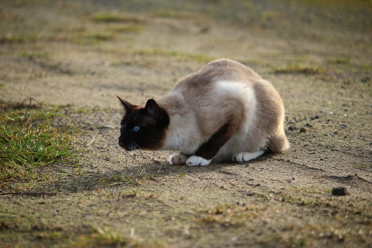 Новий котяче-людський словник для тих, хто хоче розуміти свого кота з «полумяу»