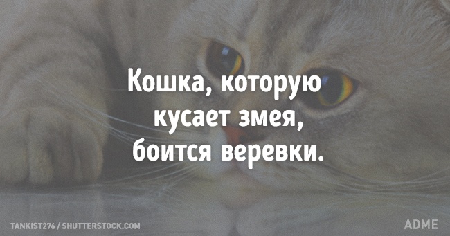 Португальської мудрості пост