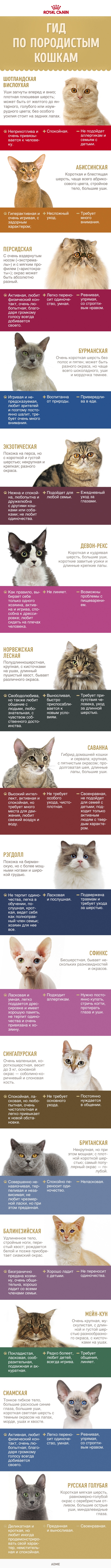 Повний гід по самим крутим порід кішок