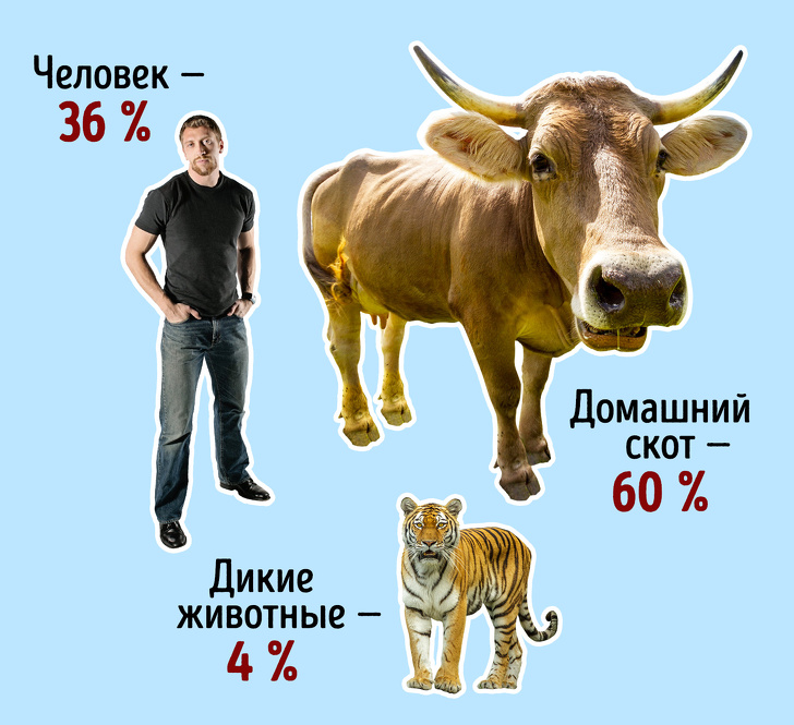 Що станеться з планетою, якщо всі перестануть їсти м’ясо? Не все так райдужно, як може здатися