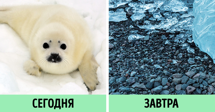 Що станеться з планетою, якщо всі перестануть їсти м’ясо? Не все так райдужно, як може здатися