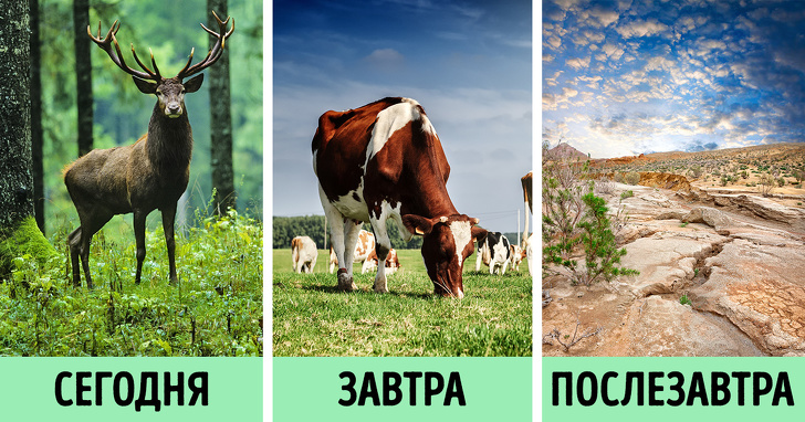 Що станеться з планетою, якщо всі перестануть їсти м’ясо? Не все так райдужно, як може здатися