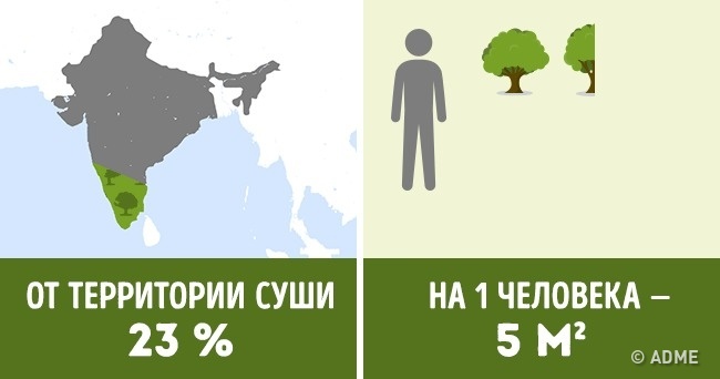 Скільки дерев припадає на кожного жителя в різних країнах