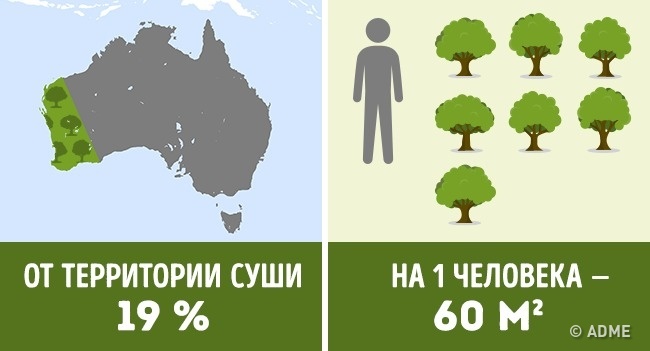 Скільки дерев припадає на кожного жителя в різних країнах