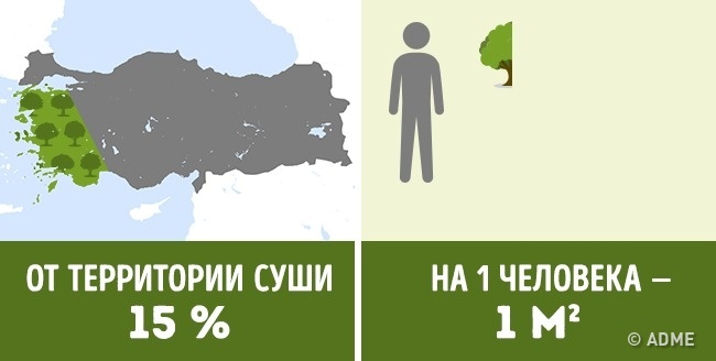 Скільки дерев припадає на кожного жителя в різних країнах