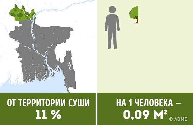Скільки дерев припадає на кожного жителя в різних країнах