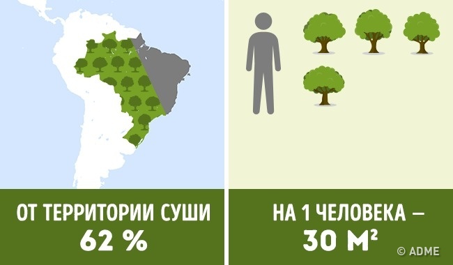 Скільки дерев припадає на кожного жителя в різних країнах