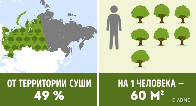 Скільки дерев припадає на кожного жителя в різних країнах