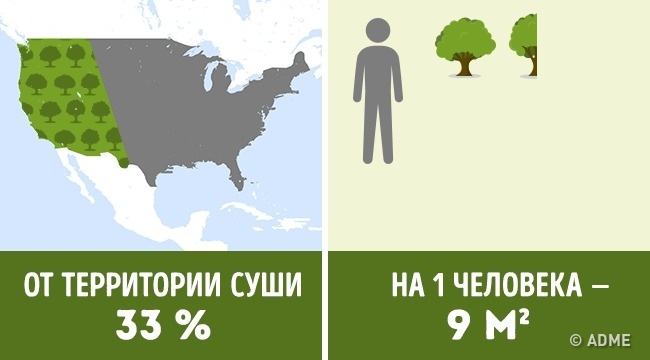Скільки дерев припадає на кожного жителя в різних країнах