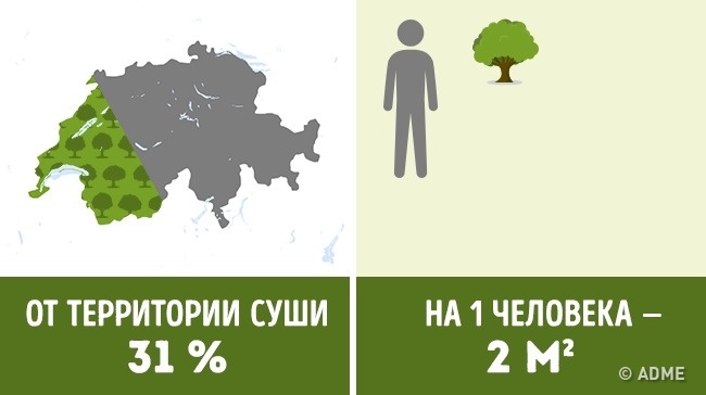 Скільки дерев припадає на кожного жителя в різних країнах
