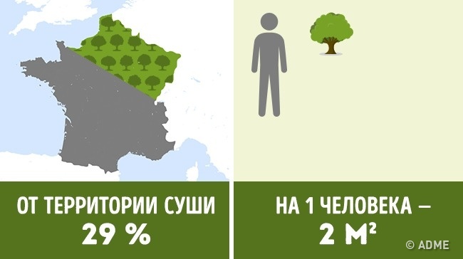 Скільки дерев припадає на кожного жителя в різних країнах