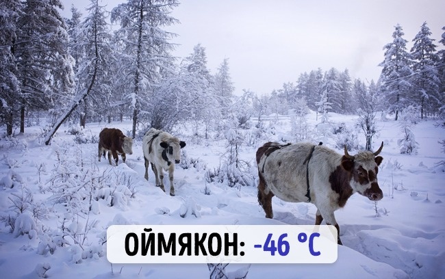 Скільки градусів взимку в різних містах світу