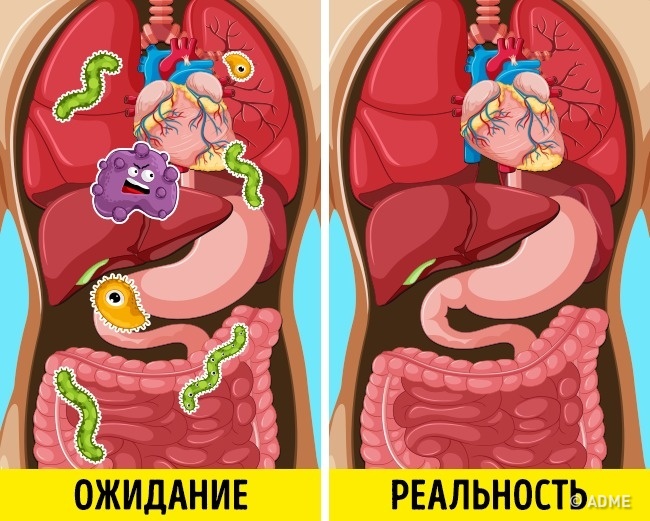 Токсини, шлаки і ще 4 «забруднювача» організму, яких насправді немає